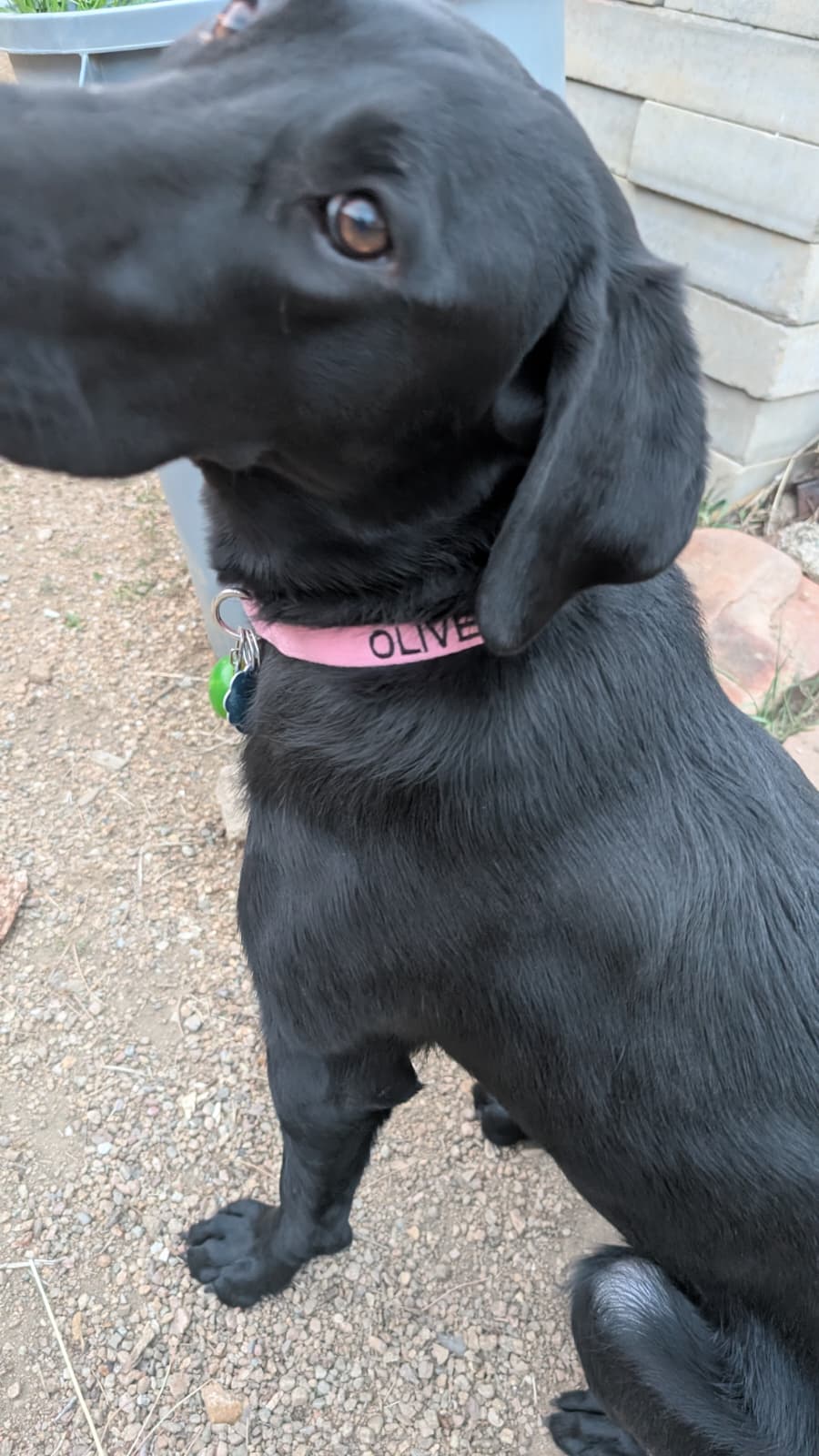 Olive, Chief Canine Officer at Averde AI